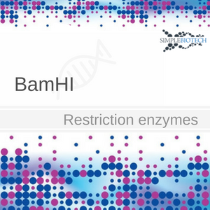BamHI Restriktionsenzym