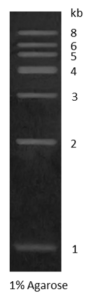 1 kb DNA Marker