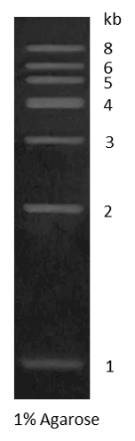 1 kb DNA Marker